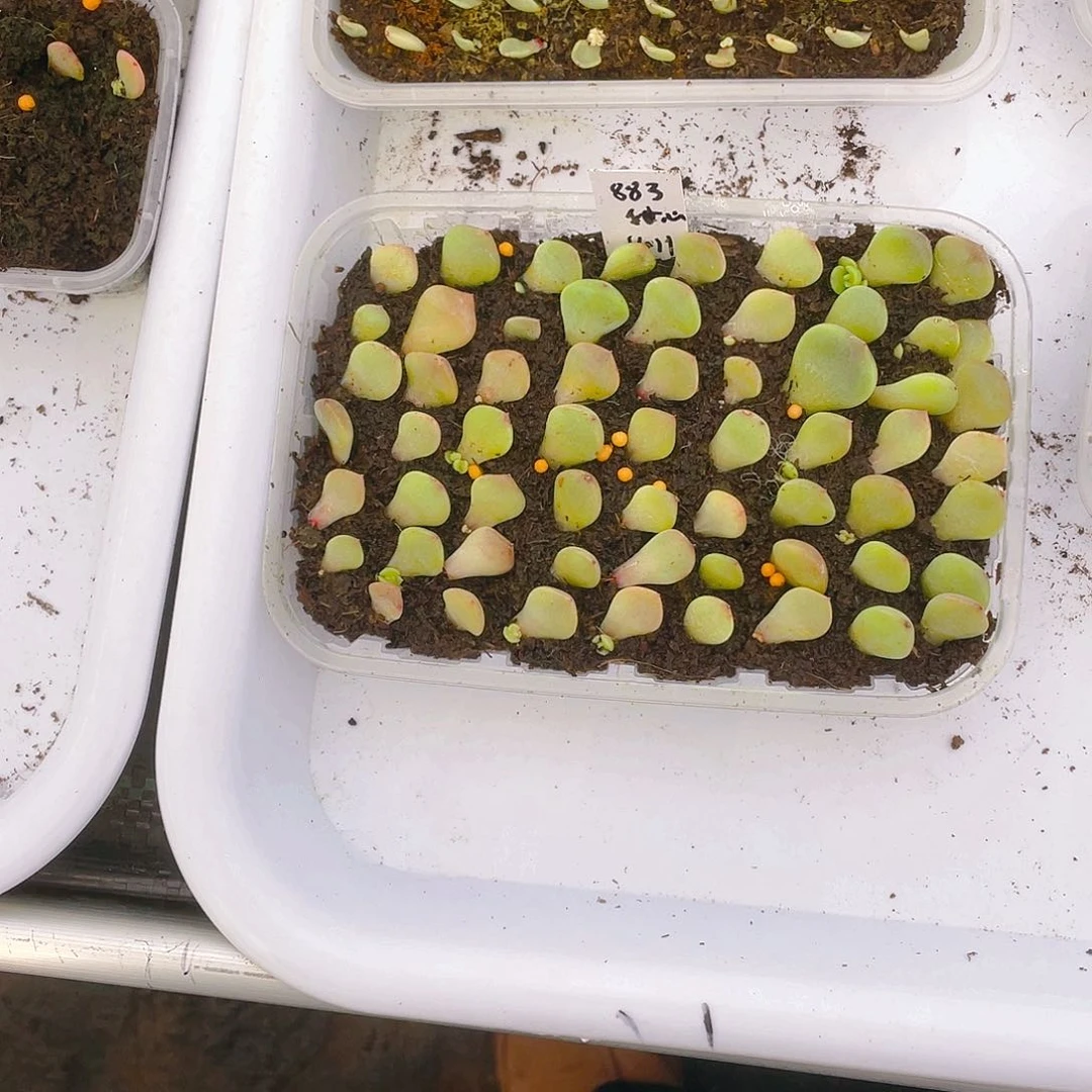 883甜心芝麻苗一个满25包邮