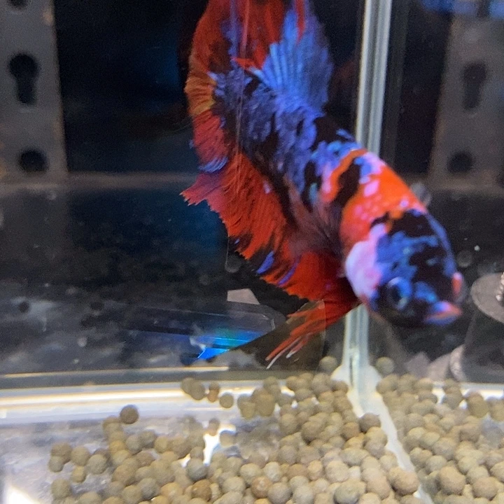 ***ㅤ斗鱼黑231号巨斗将军