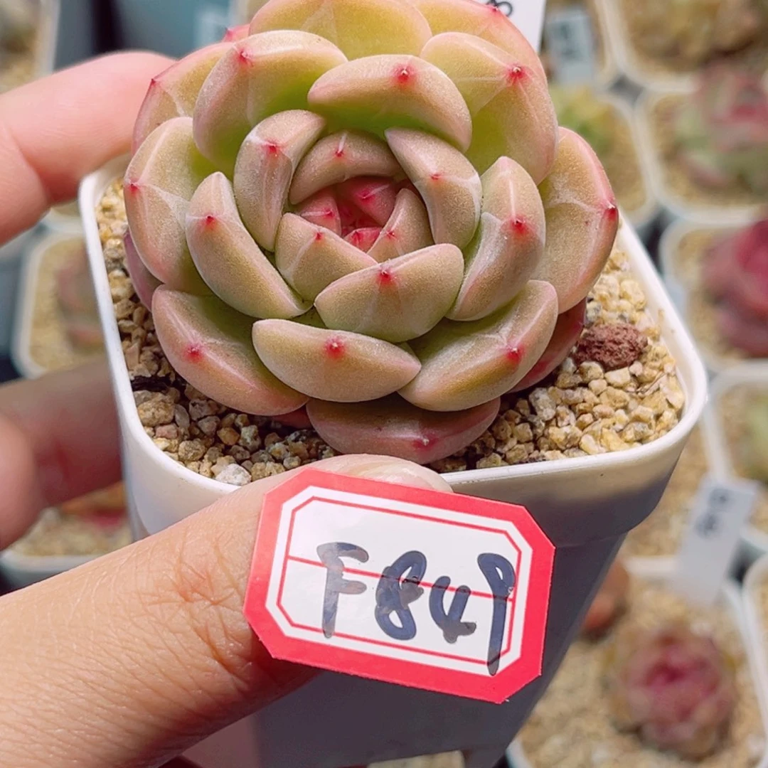 F849一物一拍 秋岩