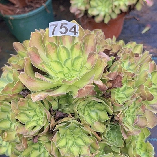 初***院多肉植物一个少华