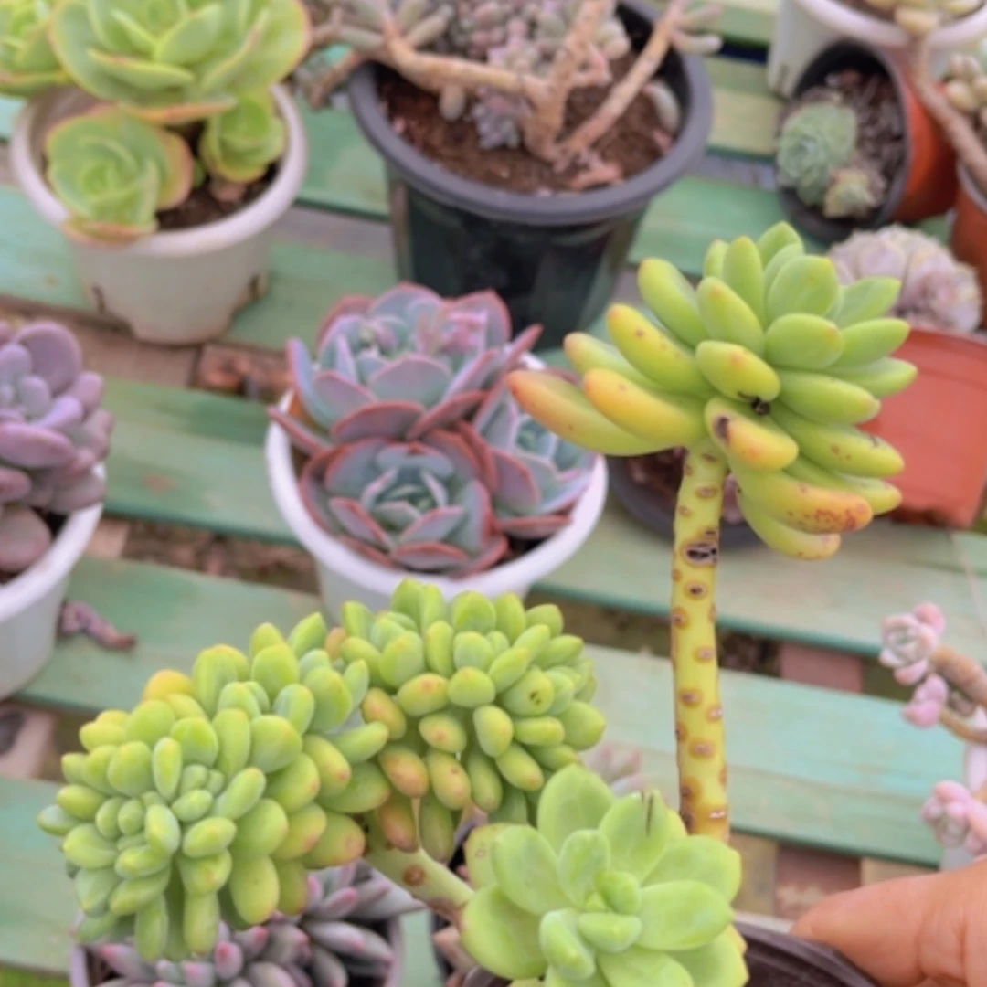 【闪购商品】香格里拉缀03203