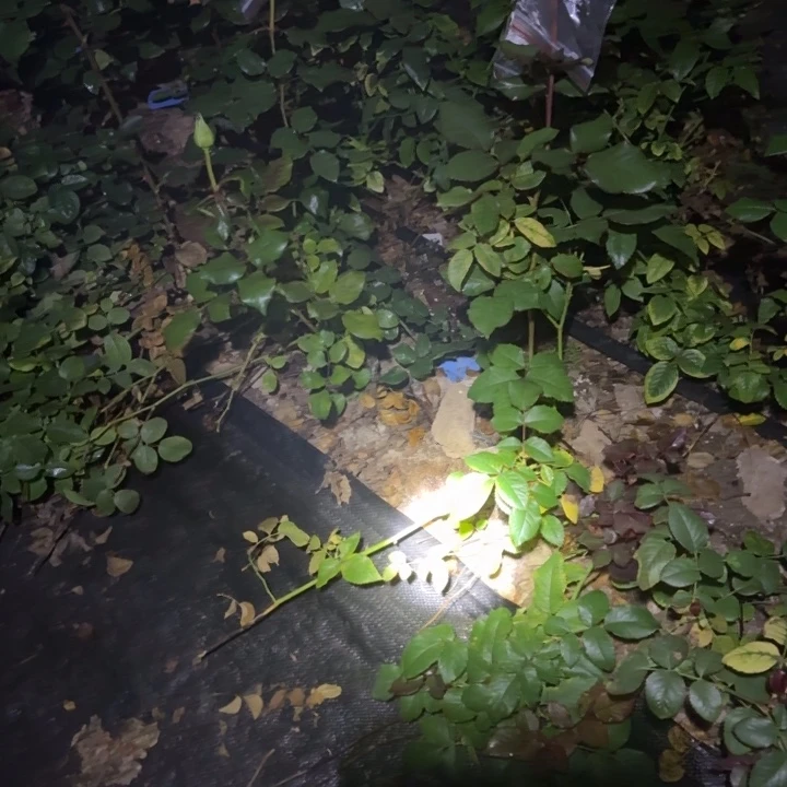 无花朵可爱珠宝小苗