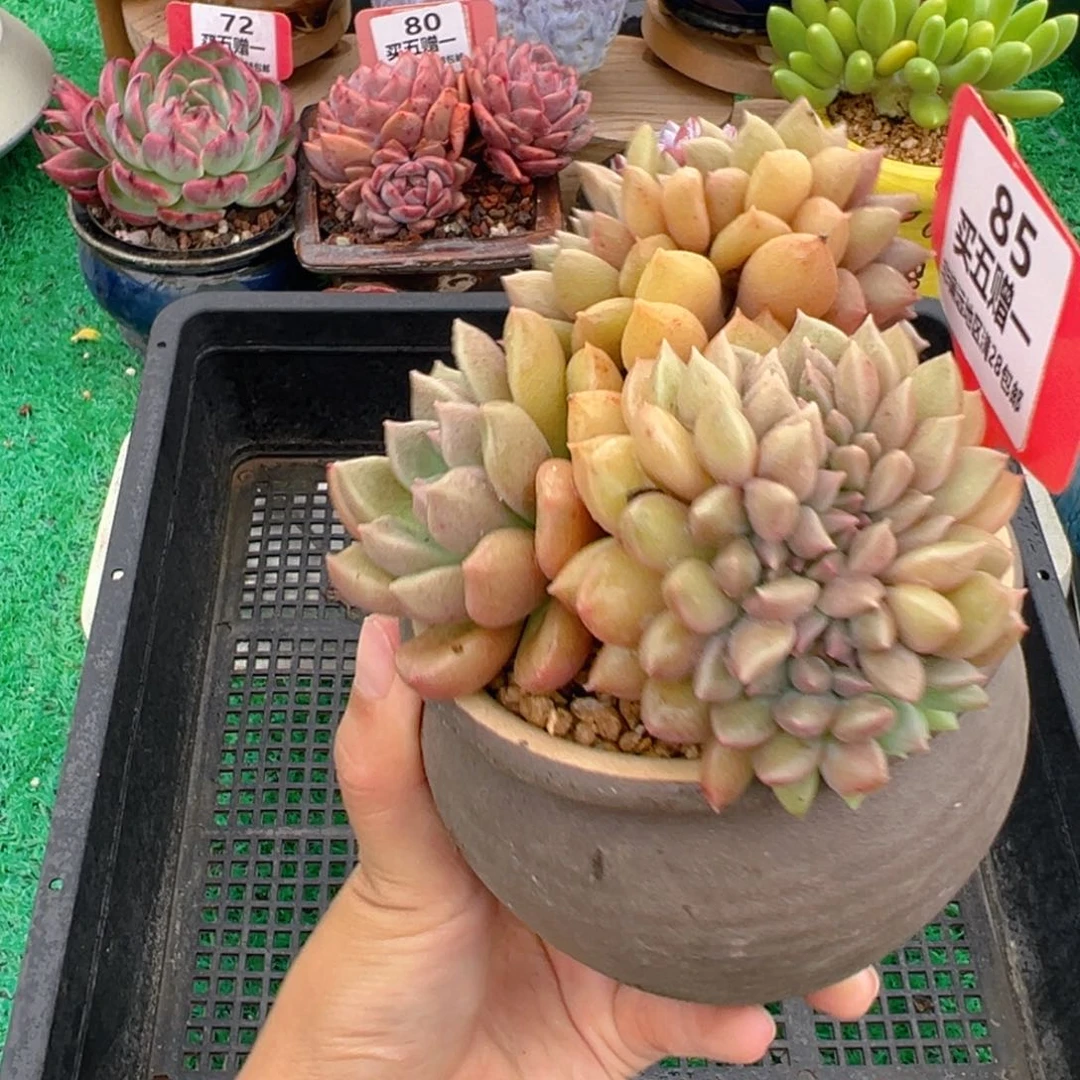 表妹精品多肉植物85