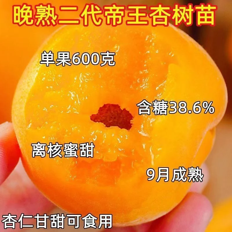 嫁接杏树苗帝王杏苗特大离核果树盆栽地栽大果杏子耐寒当年结果