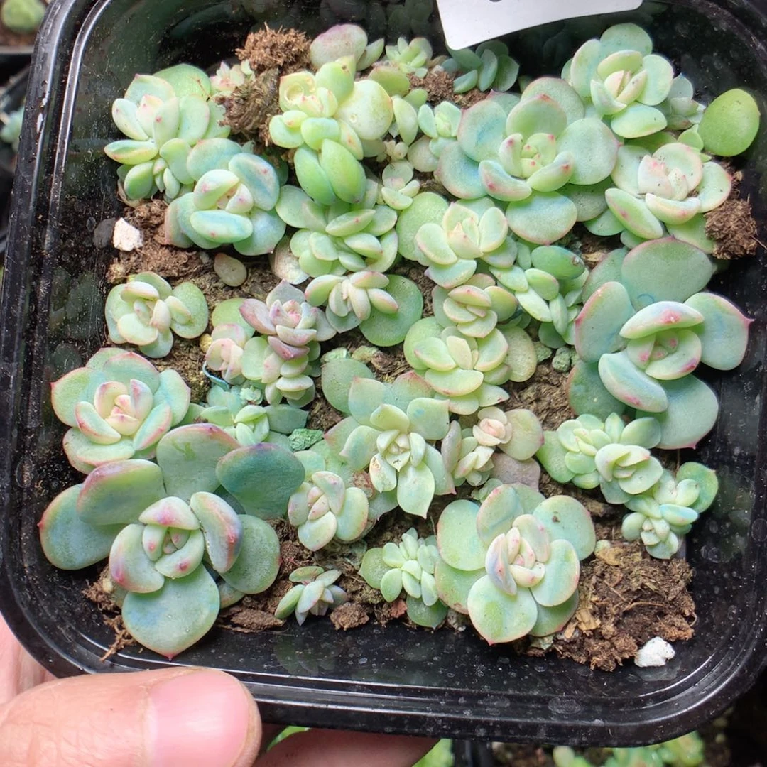 无花朵Q85玉笛干冰yyy