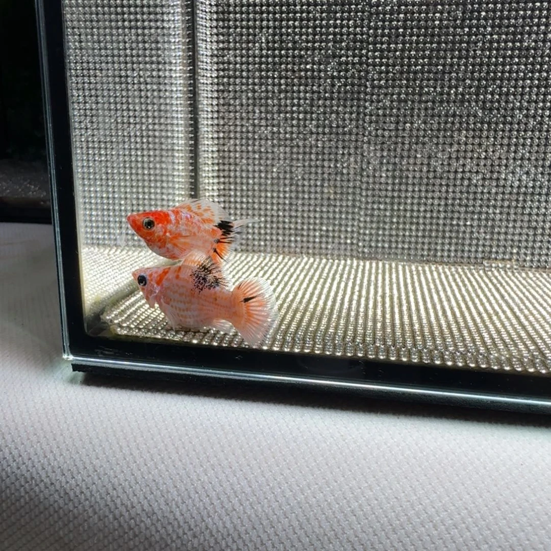 黑玛丽鱼18 皮卡丘亚成