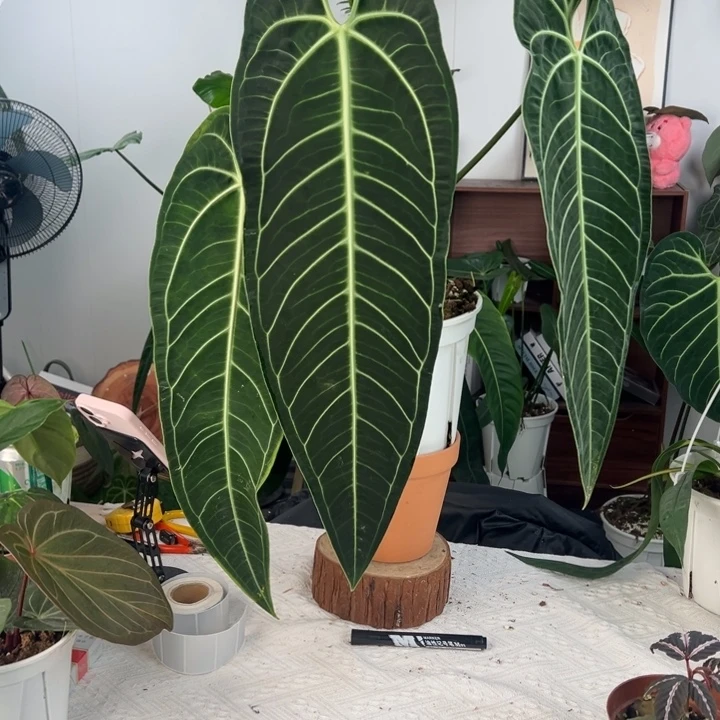 完全开放原装进口黑窄鹤后叶长61