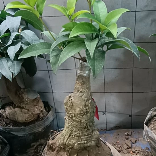 若***生完全开放四季红花天香台阁