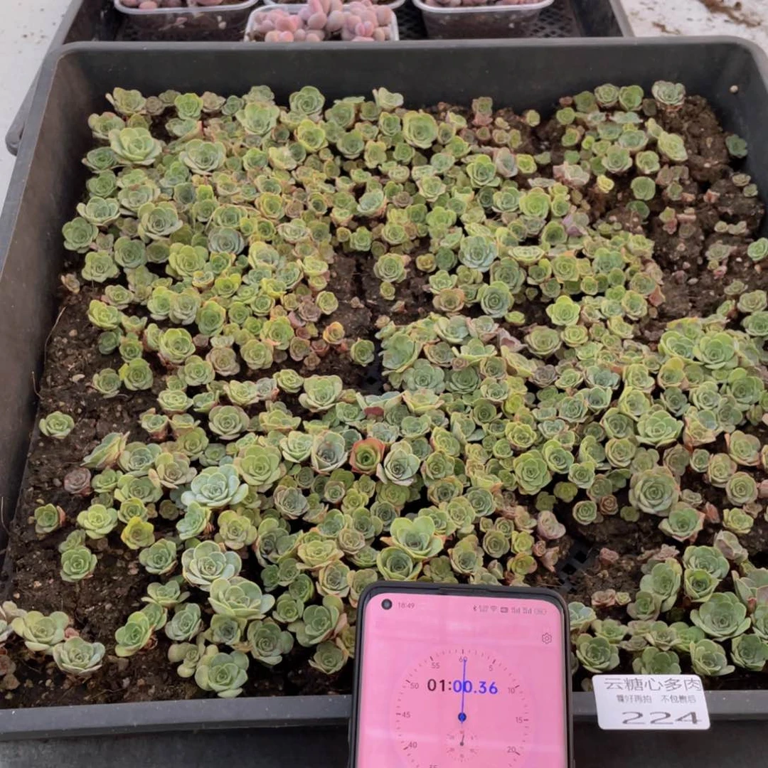 白**白云糖心多肉植物224