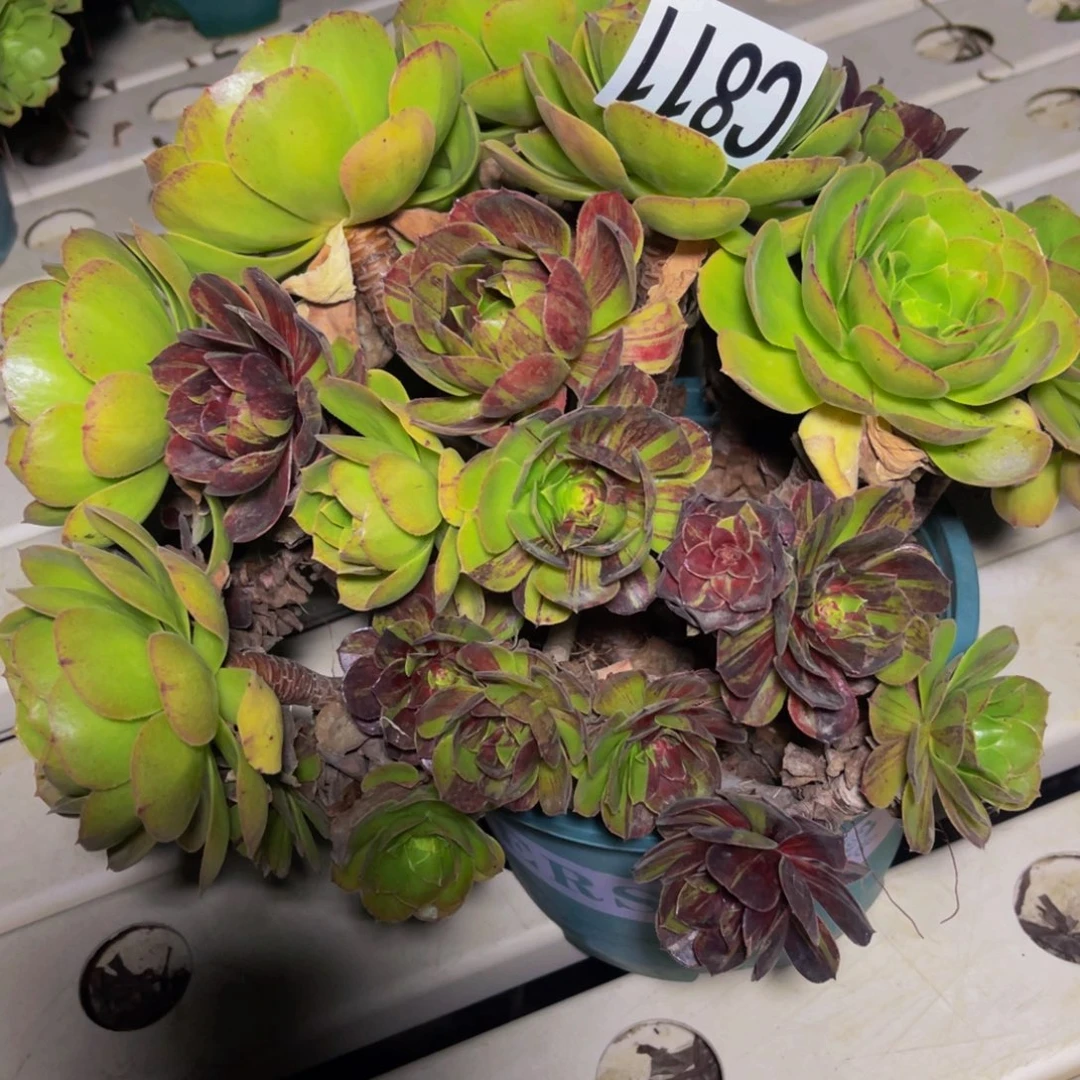 无售后法师7////////35包邮