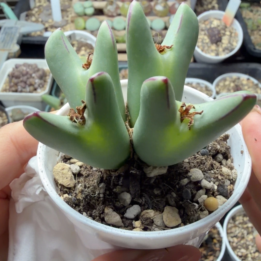 皮卡丘杂一颗322号