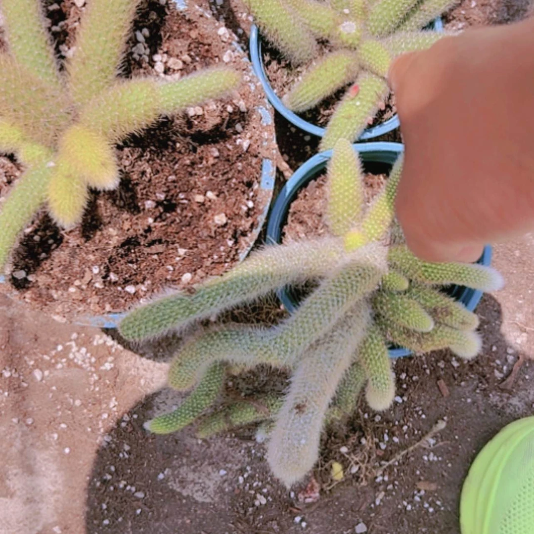 【闪购商品】2盆多头九尾狐