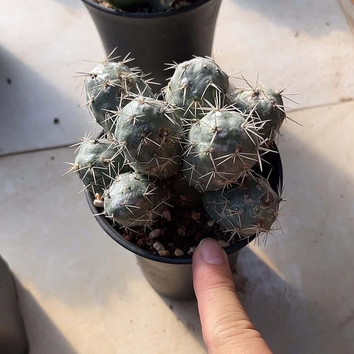无花朵明暗城大群