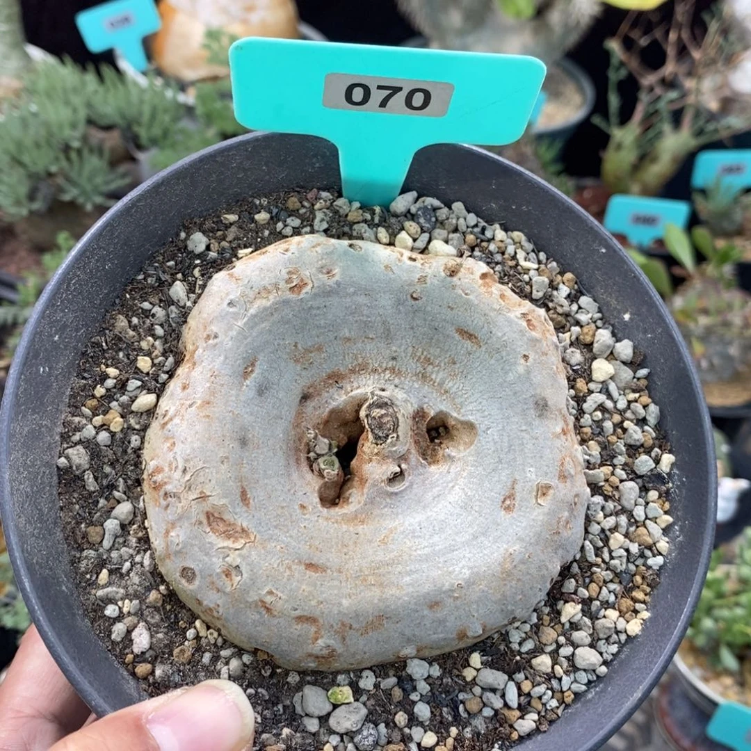 龙卵窟多肉植物一个