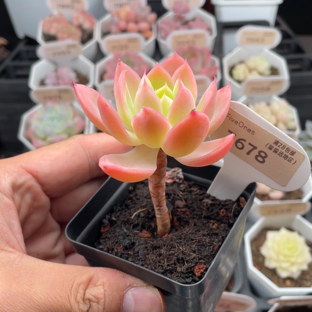 丝绸面纱7678-6厘米