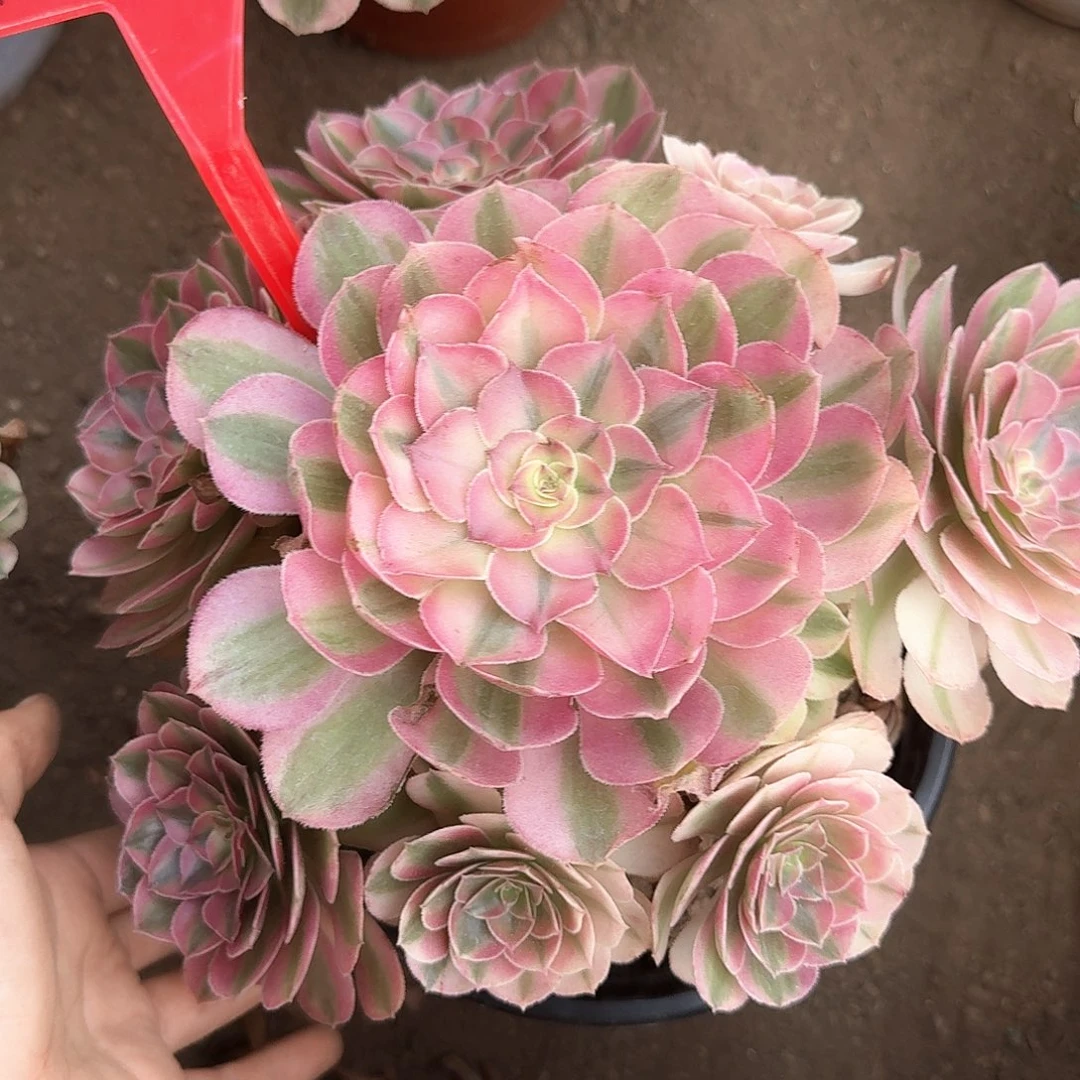 4-1021倾城多肉法师