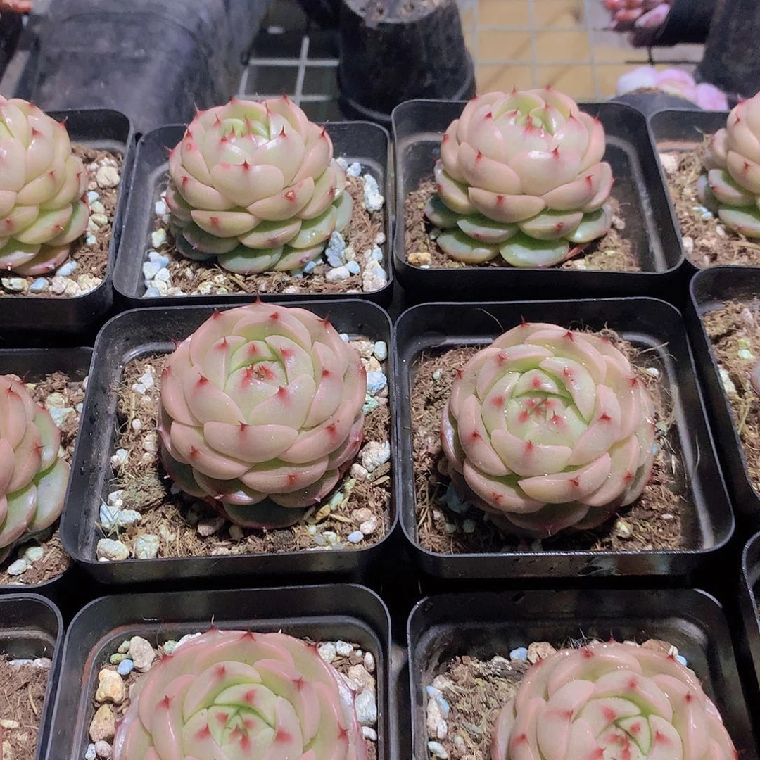 肥麦秆3456788999999