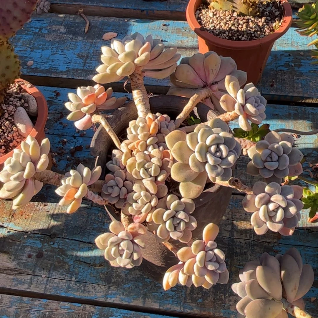 好姑娘多肉园艺，白露