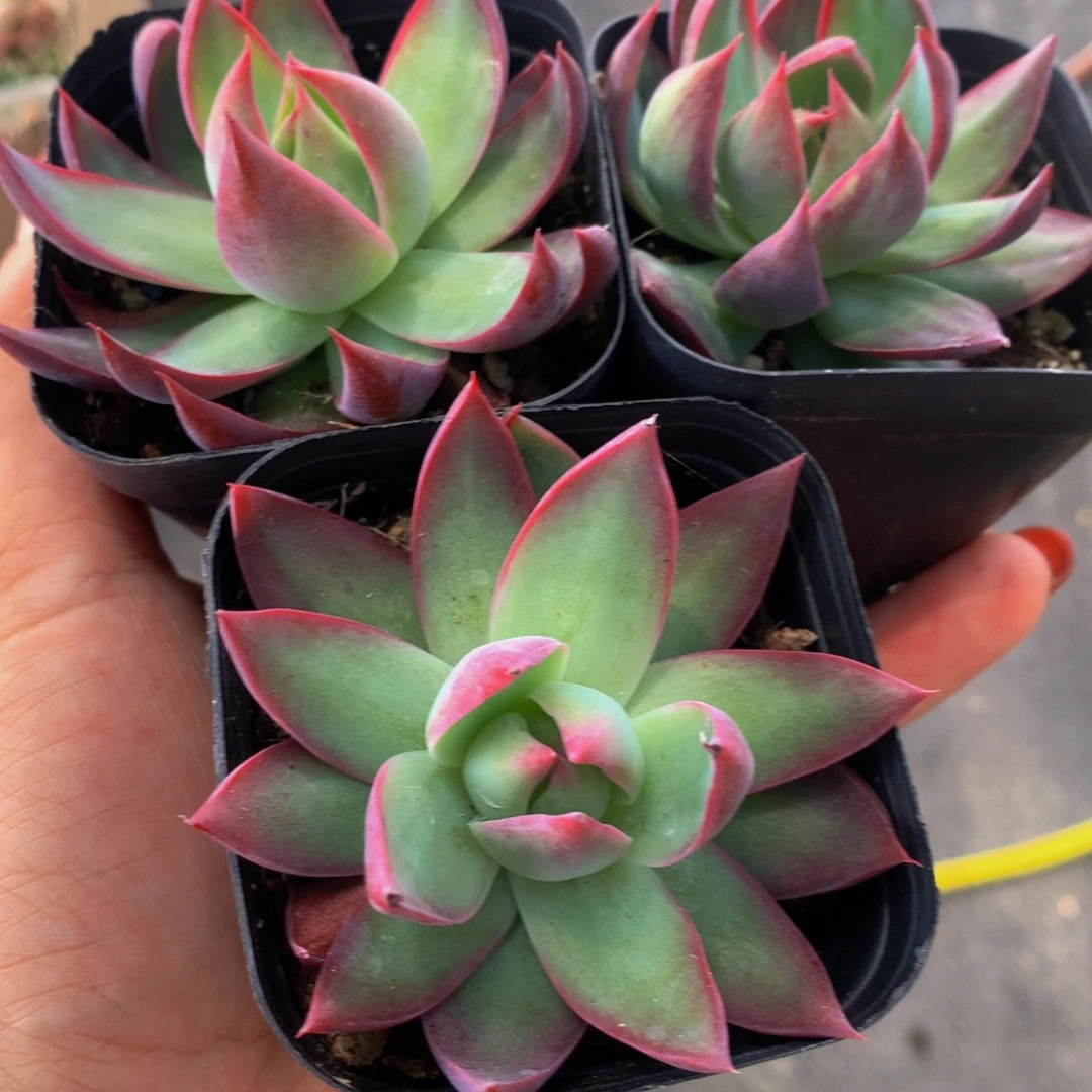 惊鸿仙子 内勾 （满9.99包邮不满9.99发叶子）