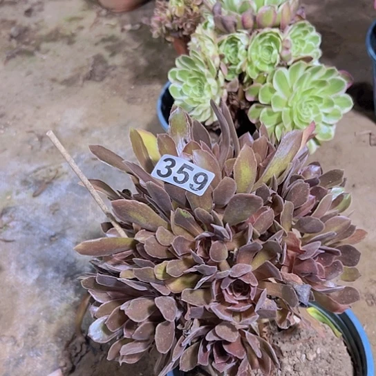 瑾***奶多肉植物一个恶魔