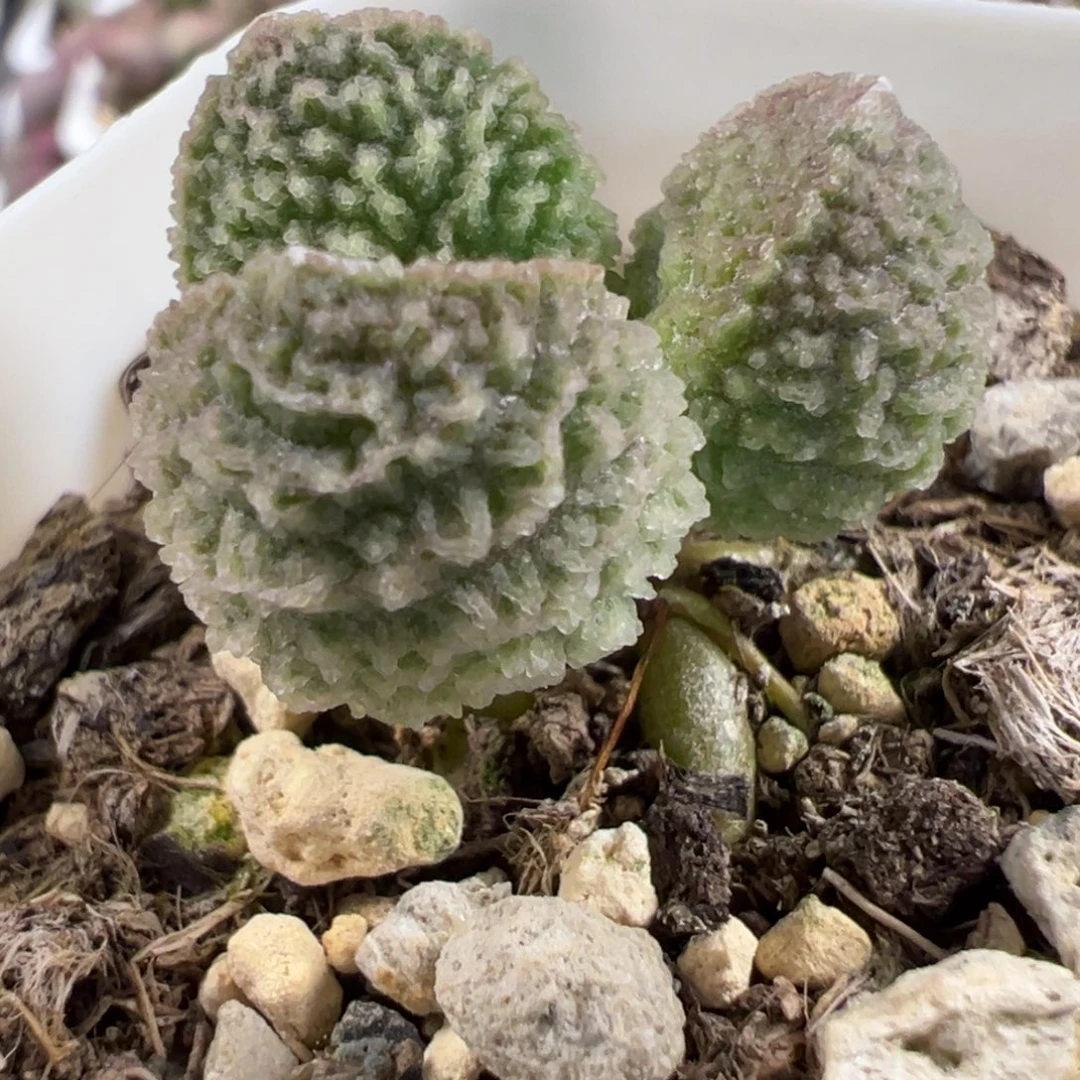 实生新品多肉植物水泡多肉植物水泡