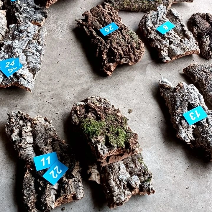 木一物一拍一物一发