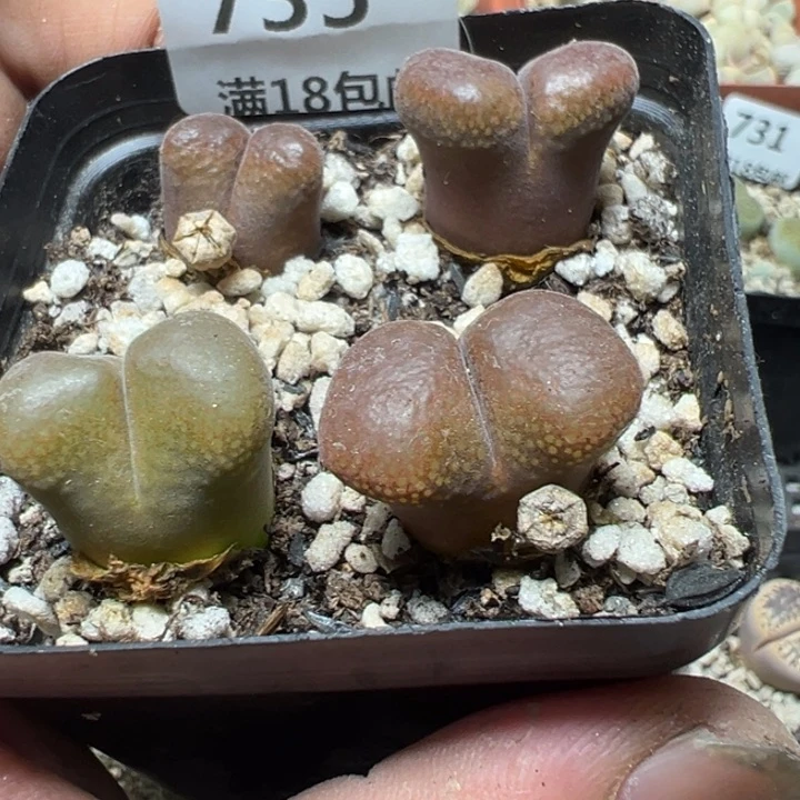 【闪购商品】 735。