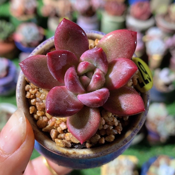 迷雾泡泡   带盆