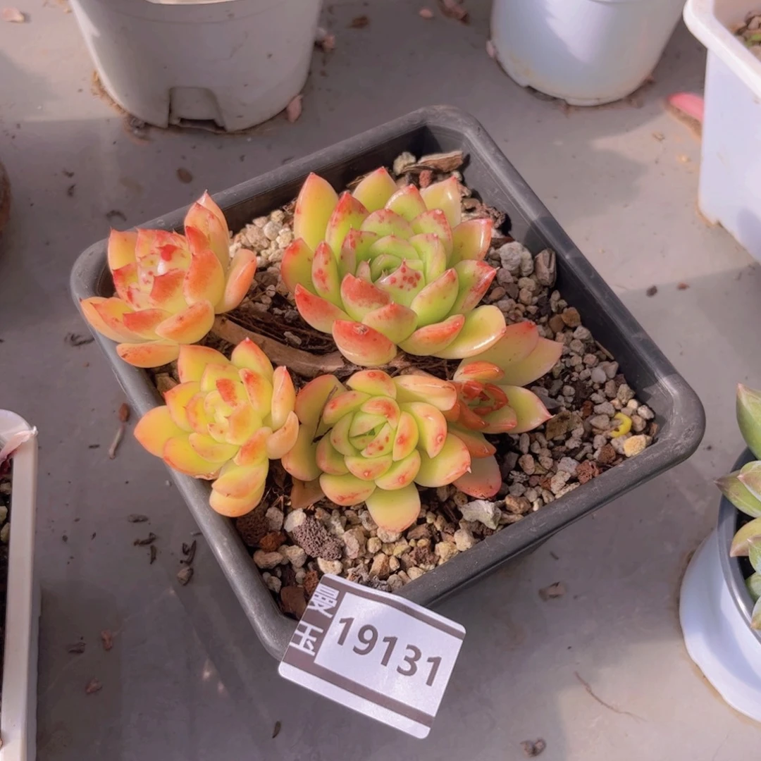 玉杯东云多肉植物19131