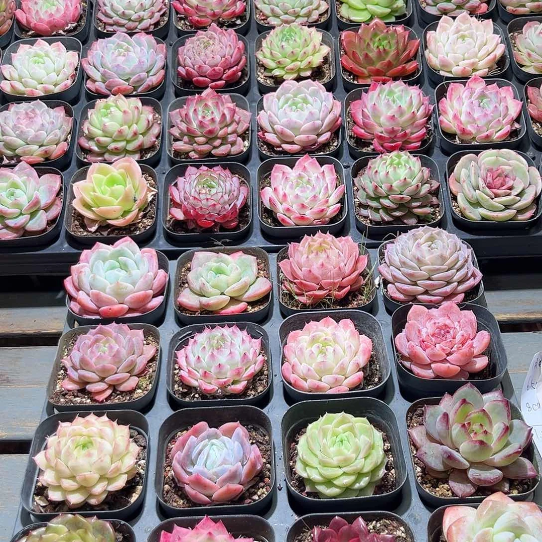 木16颗19.9 6.5cm口径黑方盆单头含盆含土量拍