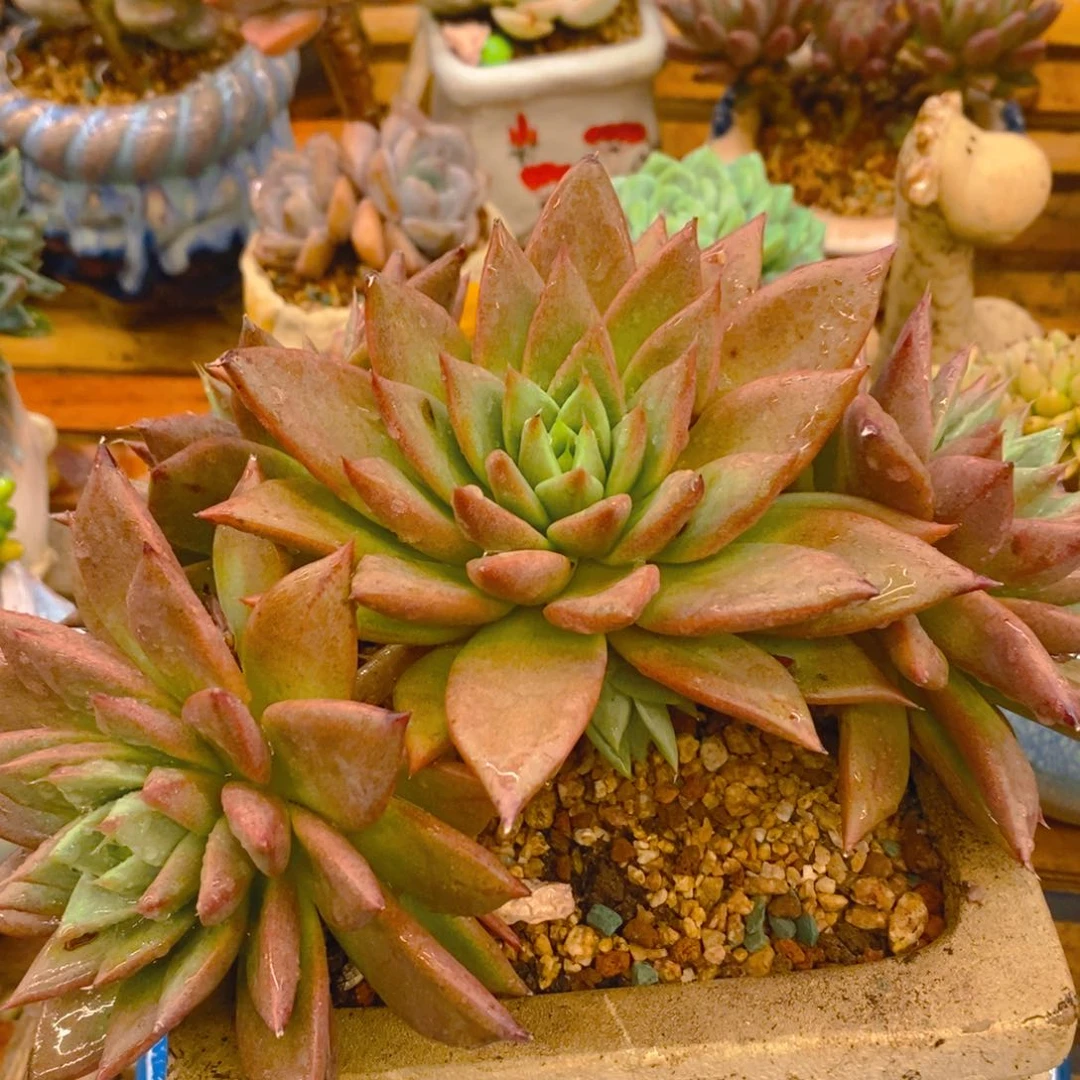 梦***萍多肉植物肉肉植物