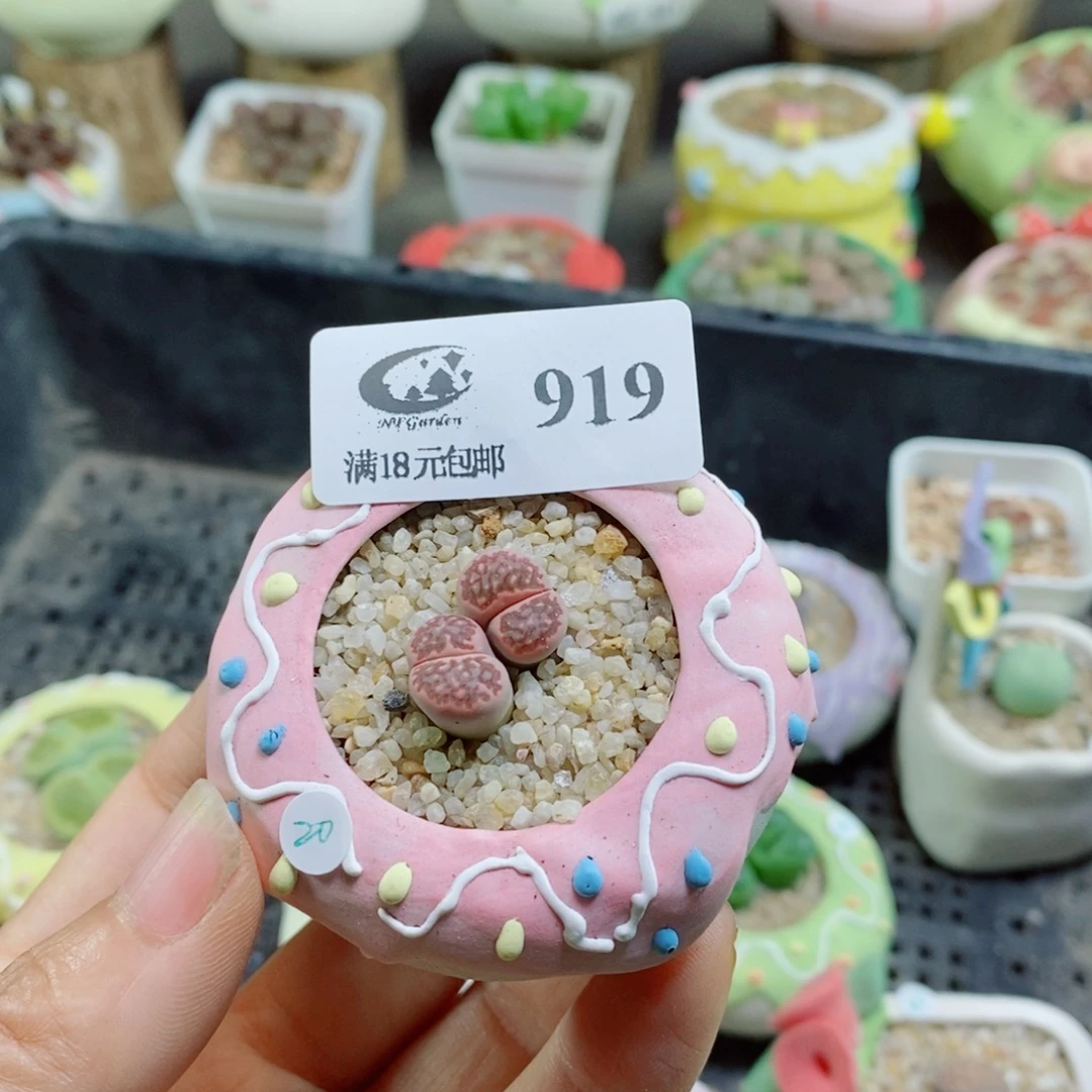 生石花花花花花花生石花花花花花花919