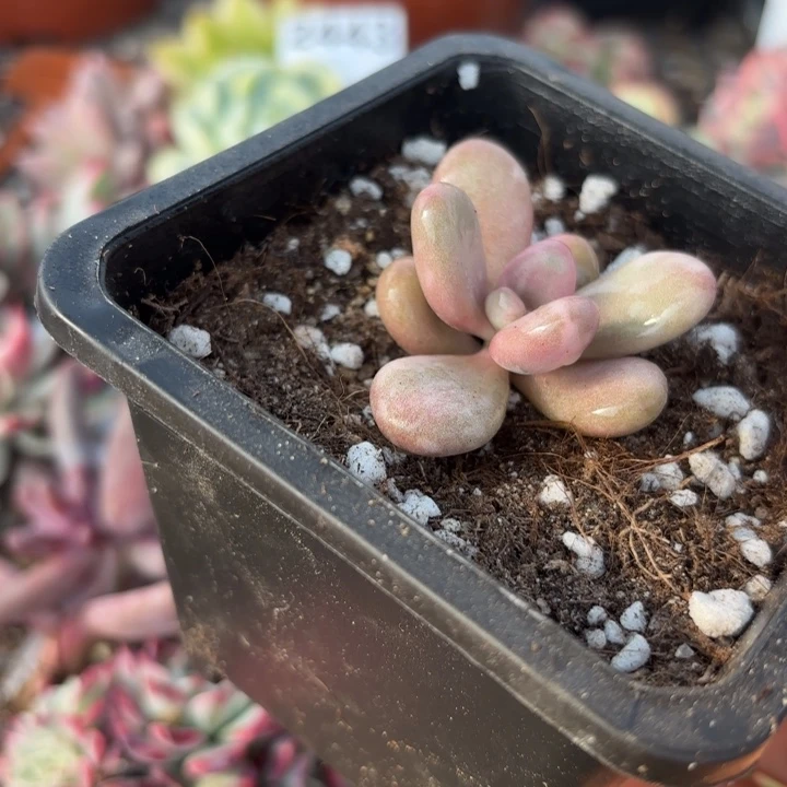 多肉植物多肉植物满18包邮