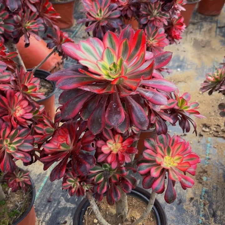 465多肉植物一物一拍