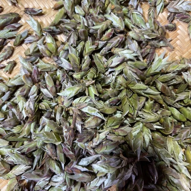 2024年坝卡后山野白茶春 1月12【39号】