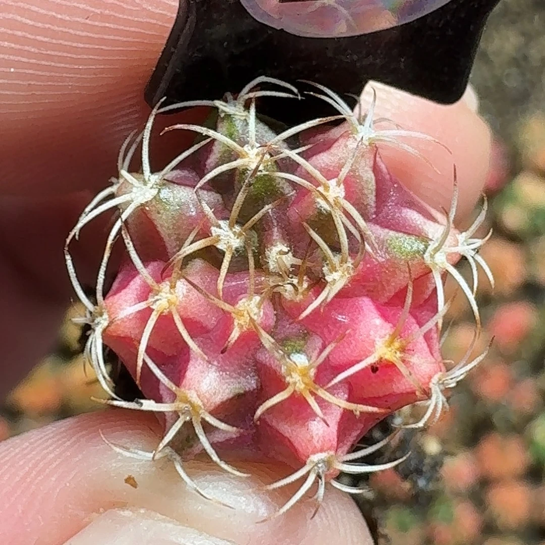 米哈实生自然锦232