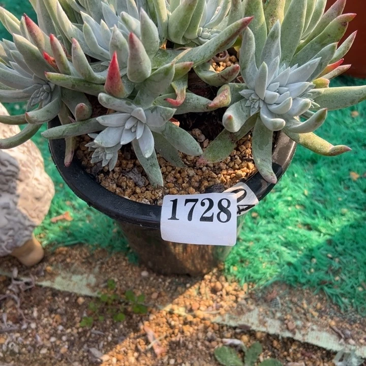 728号海瑟拇指山东多肉植物