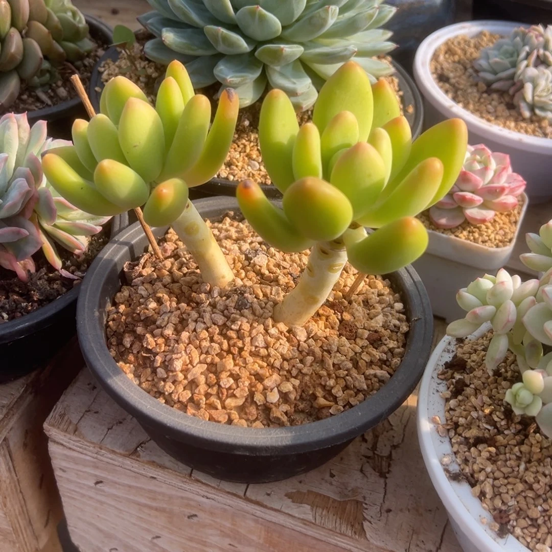 潘朵拉 老桩 夏鸣园艺