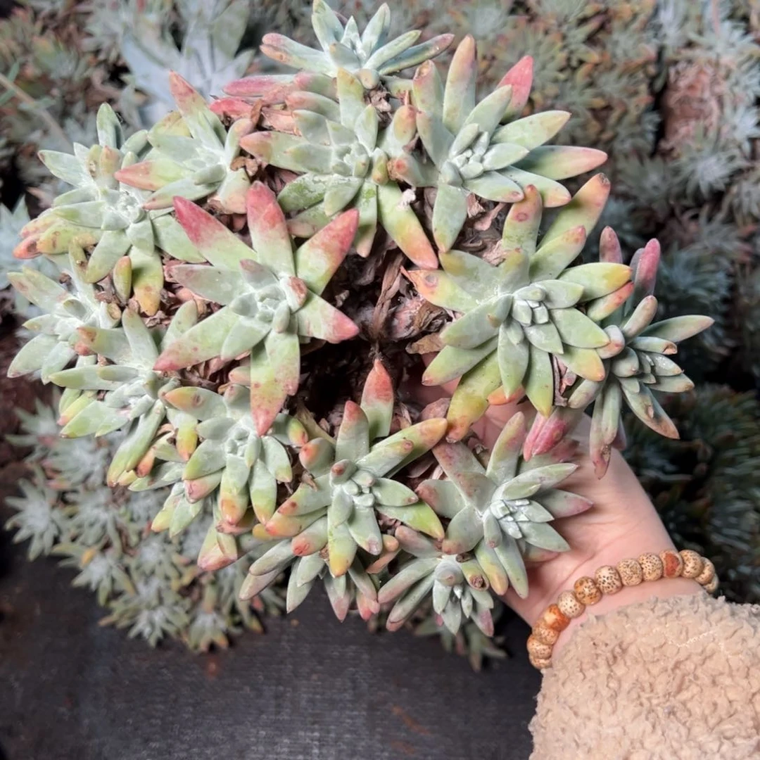 4397哈哈哈哈哈哈哈哈哈