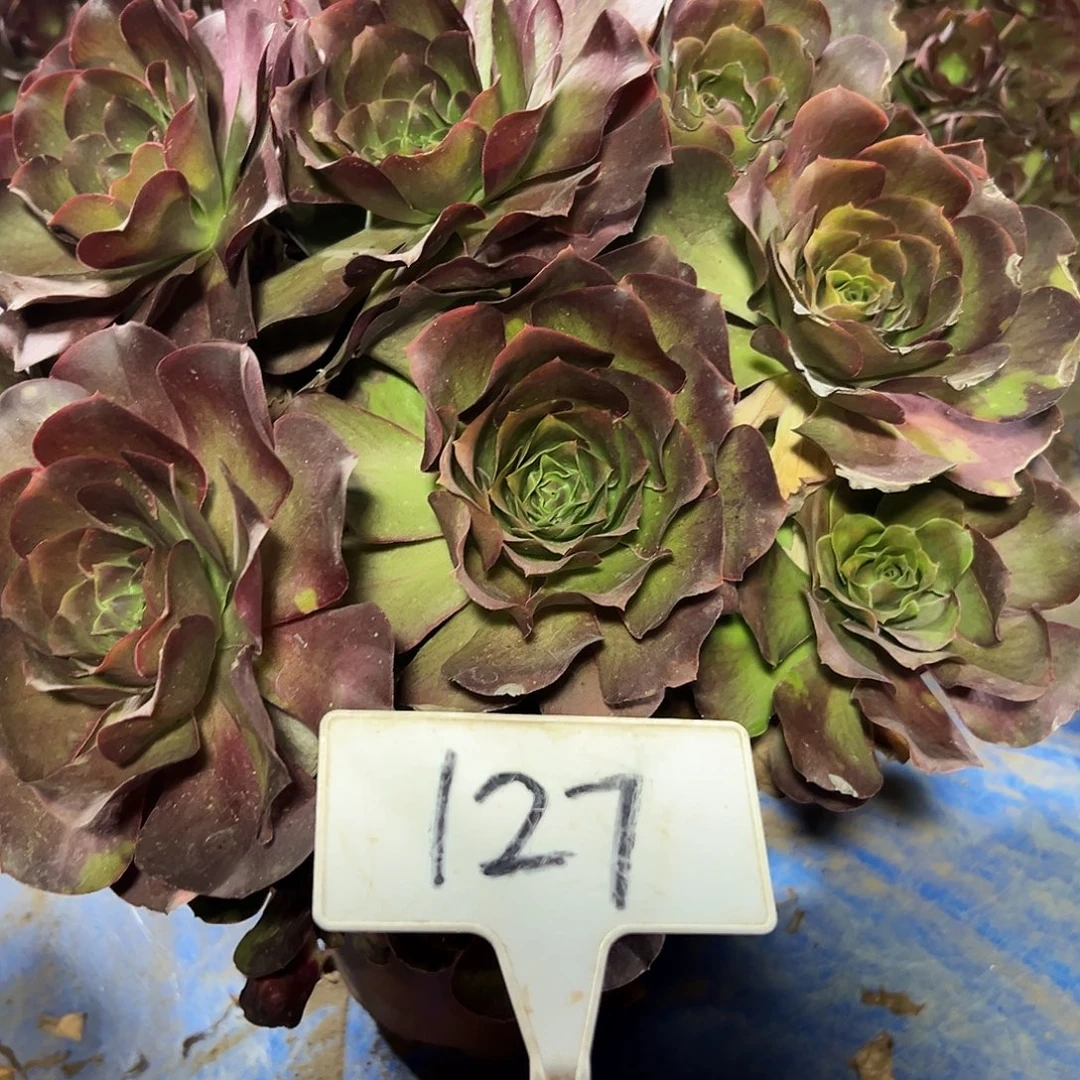 多肉植物梅金法师127