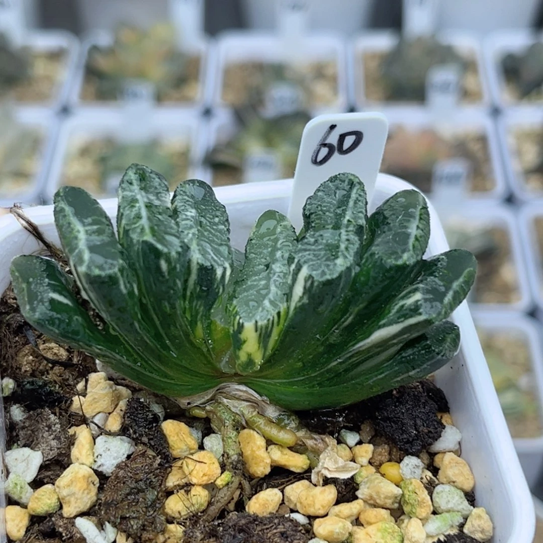 60电影玉扇锦福利专场