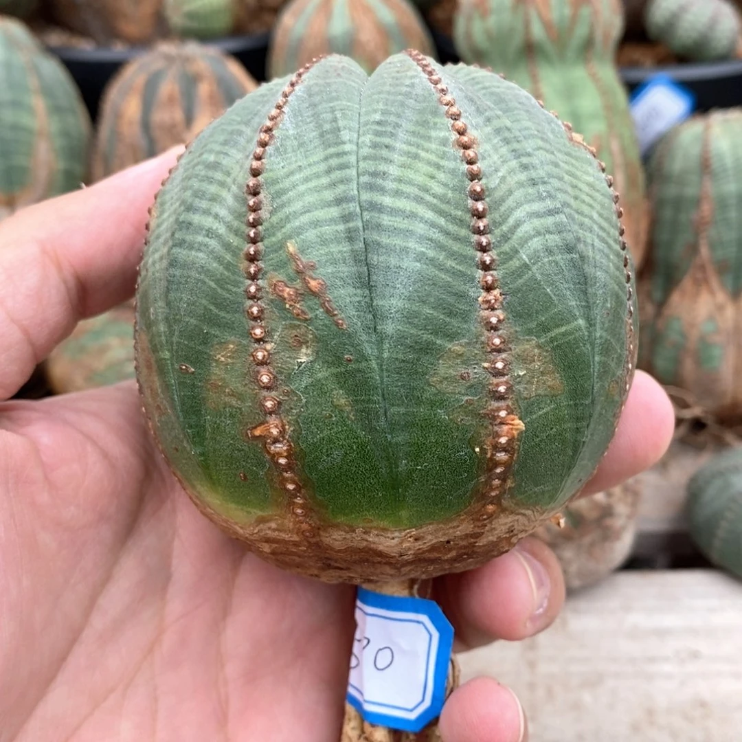 12 欧系实生布纹球多肉植物