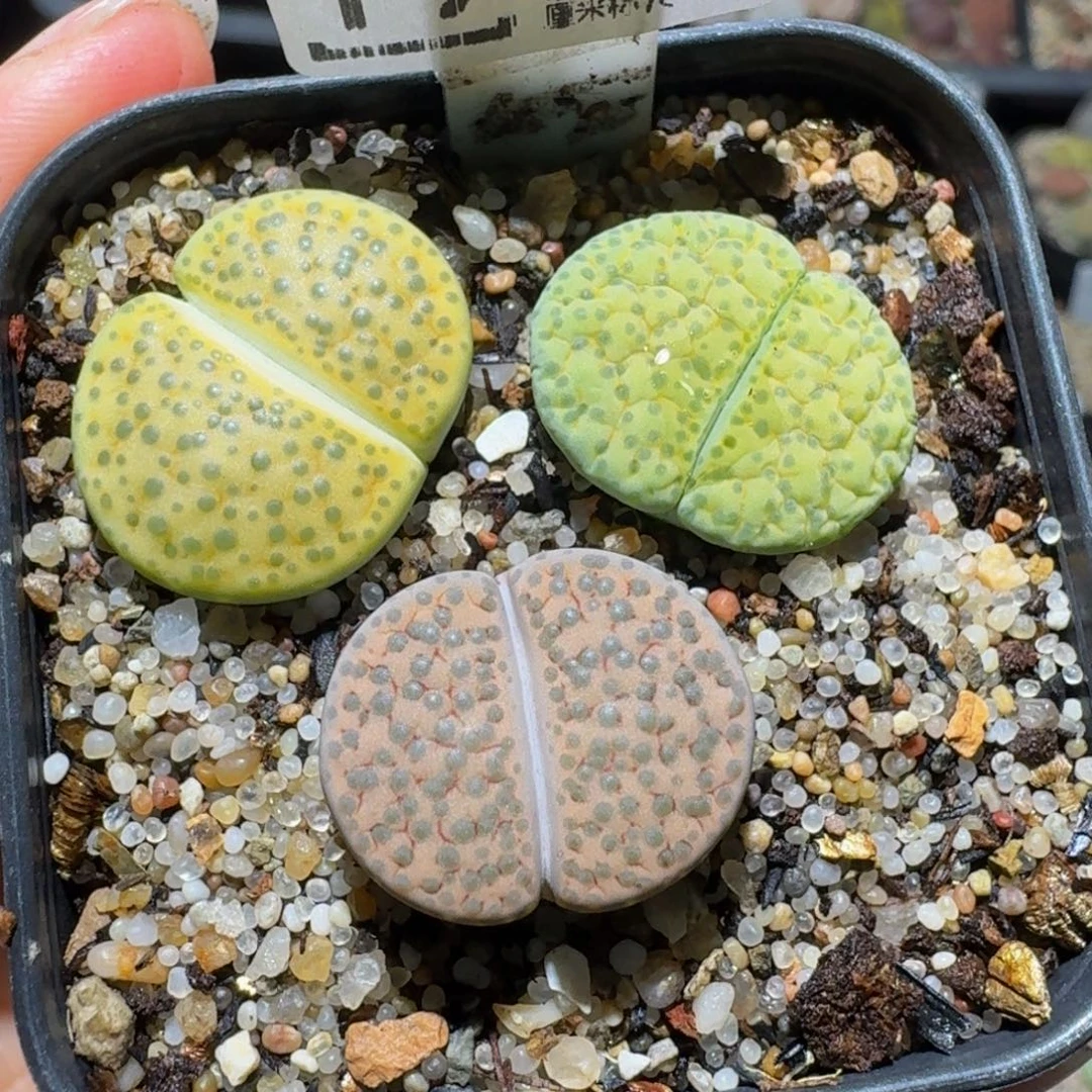 板娘亏本卖货了1994