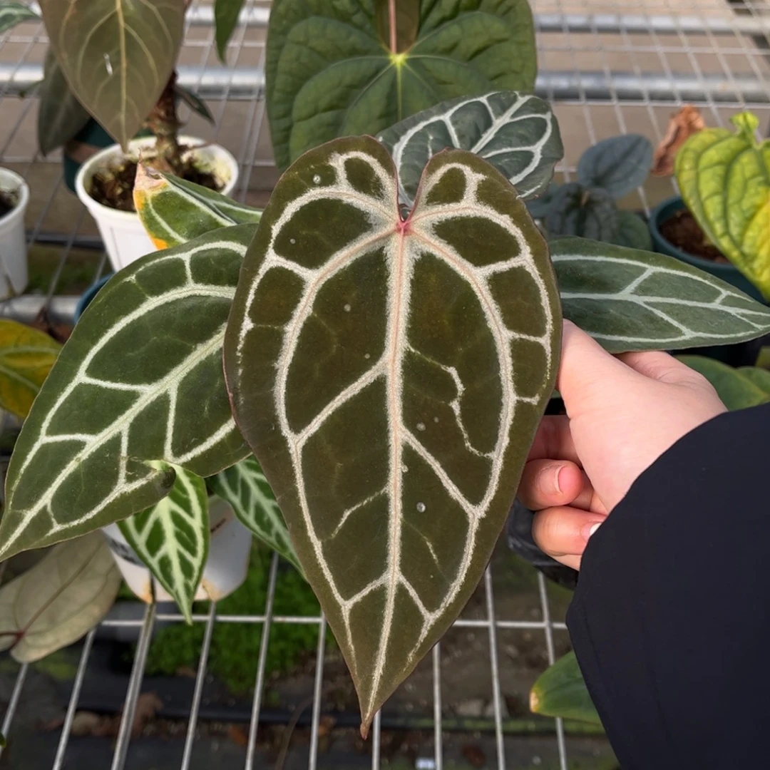 不开花植物红水晶（60
