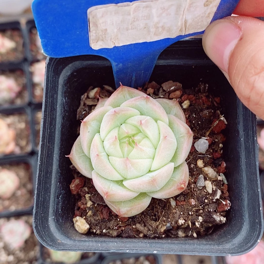 麦秆5cm多肉植物