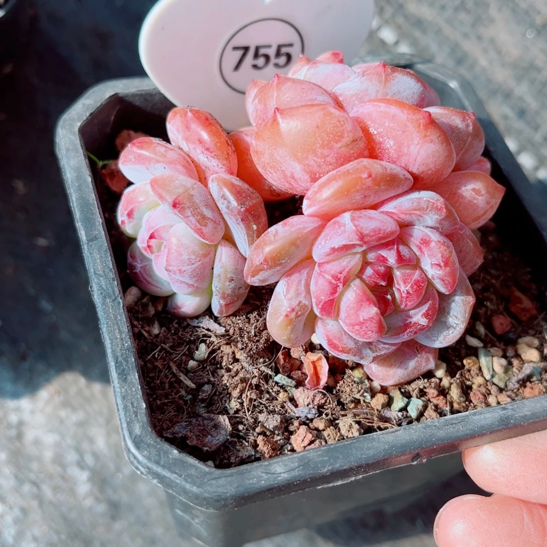 755号小老桩石榴籽星影群