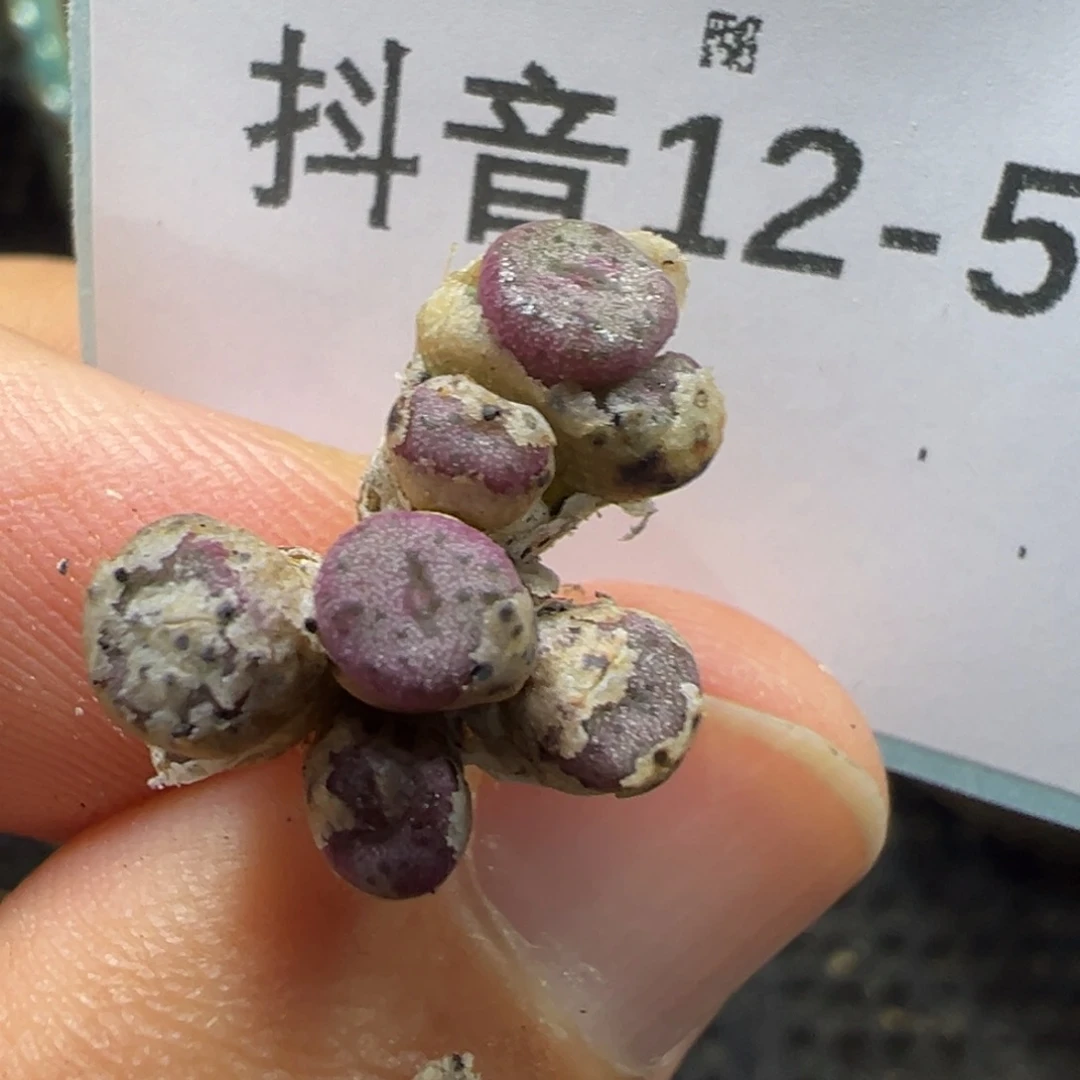 12-51m810纽扣多肉植物