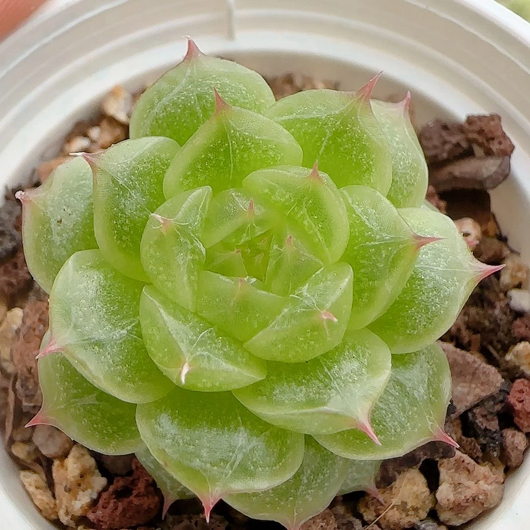 【闪购商品】1014-18透珍妮海王