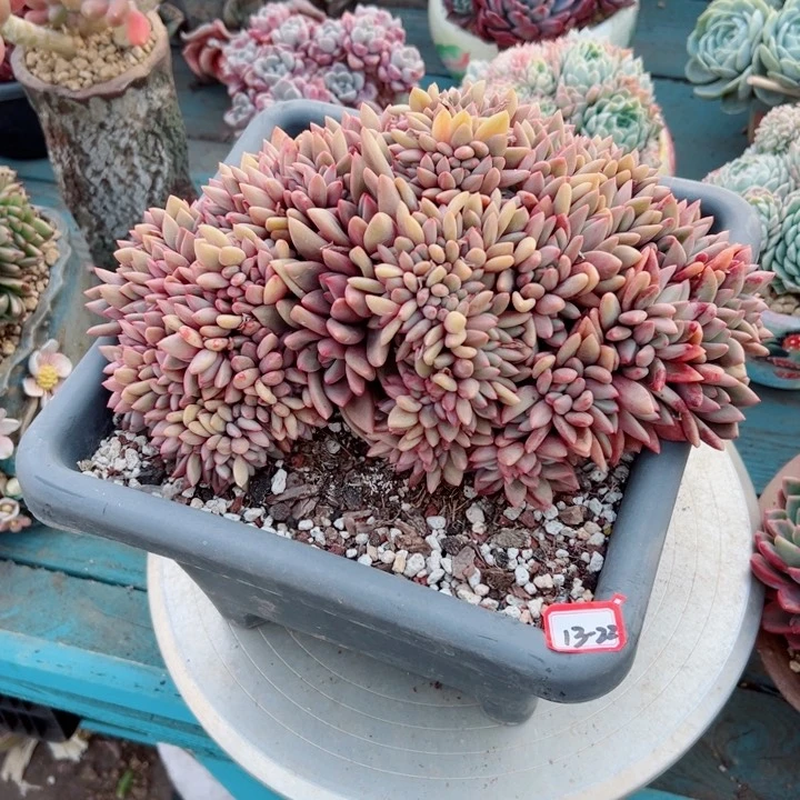 木**?精品多肉植物老桩