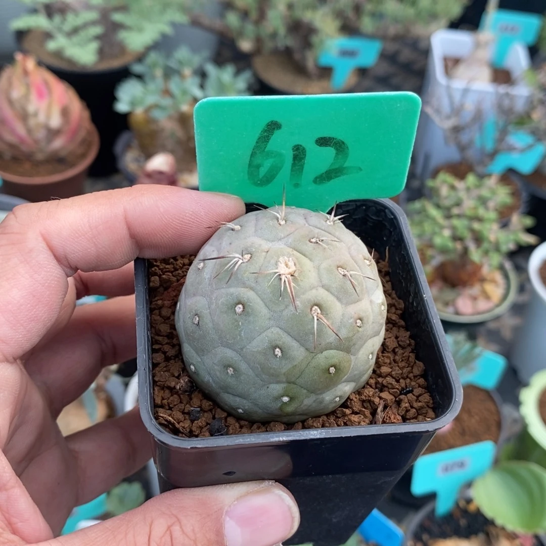 习智也多肉植物一个